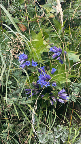 willow gentian