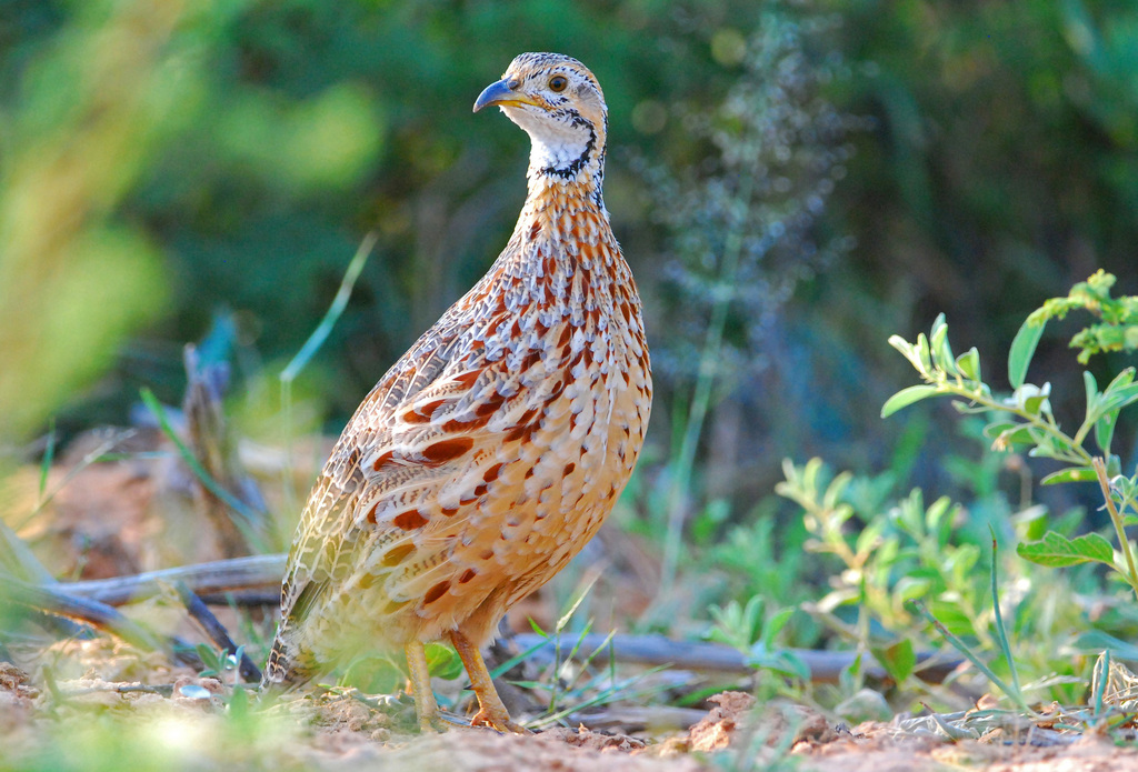 Orange River Francolin photo