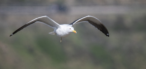 iNaturalist image