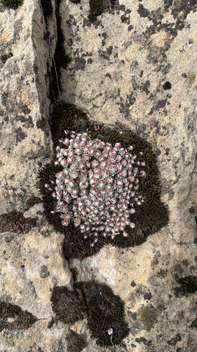 Cobweb Houseleek