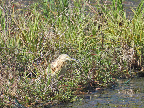iNaturalist image