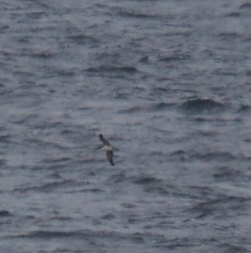 Manx Shearwater
