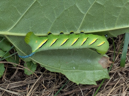 Laurel Sphinx