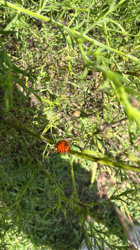 Seven-spotted Lady Beetle
