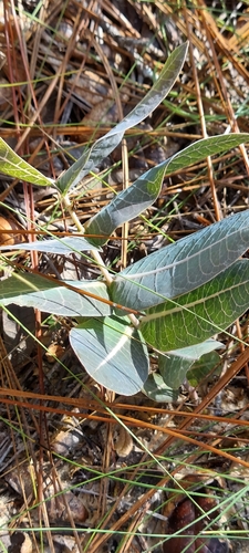 Asclepias humistrata, photograph 2