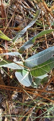 Asclepias humistrata, photograph (c) Athena Philips, some rights reserved (CC BY)