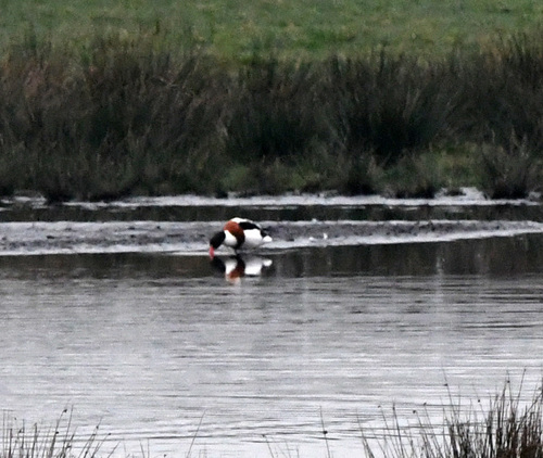 iNaturalist: (c) A Emmerson, some rights reserved (CC BY-NC), uploaded by A Emmerson iNaturalist image