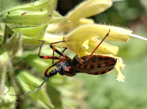Rhynocoris iracundus