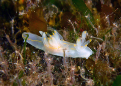 Ancula gibbosa