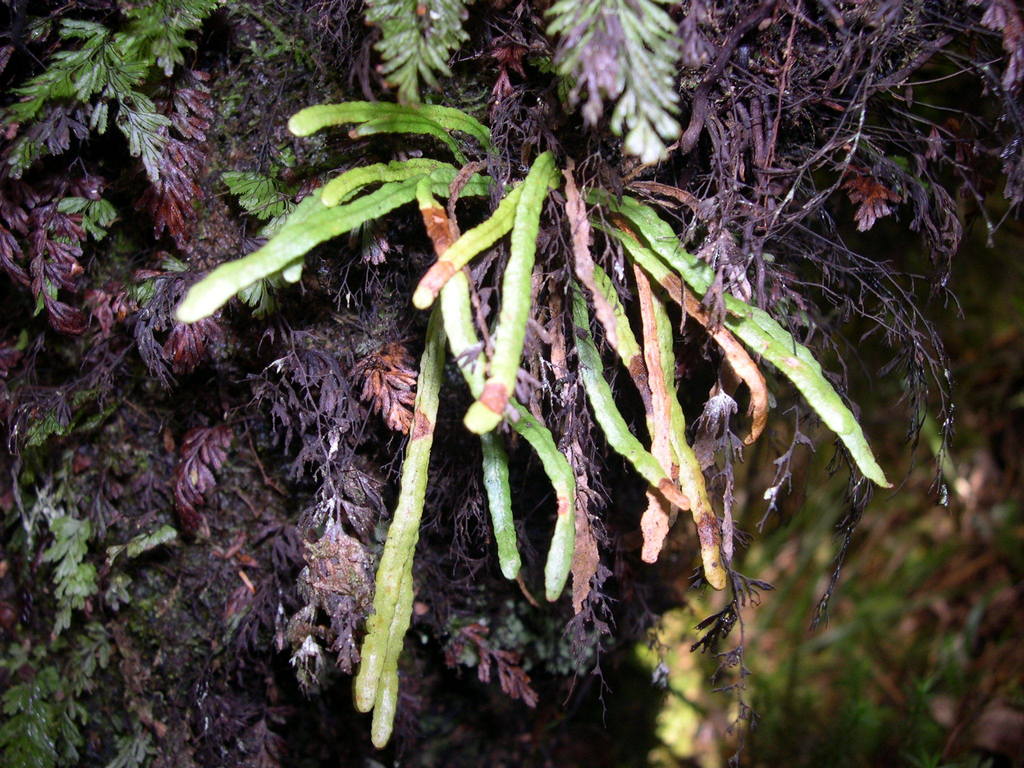 Ceradenia