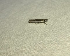 Crambus quinquareatus