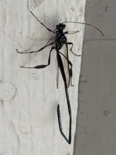 American Pelecinid Wasp