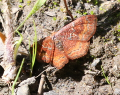 Leptostales rubromarginaria
