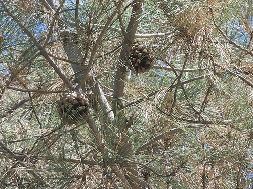 Pinus sabiniana, photograph 6