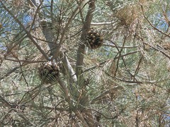 Pinus sabiniana, photograph (c) vultur-cadens, some rights reserved (CC BY)
