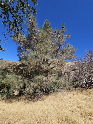 Pinus sabiniana, photograph 5