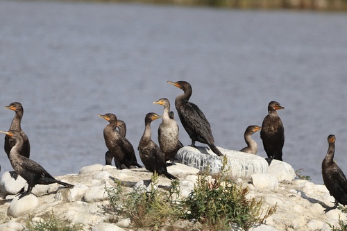 Double-crested Cormorant
