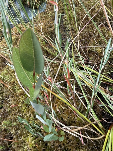 Salix myrtilloides, photograph 2