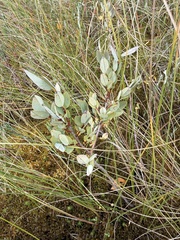 Salix myrtilloides