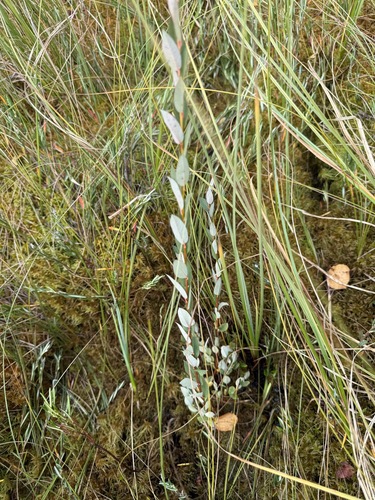 Salix myrtilloides, photograph 3