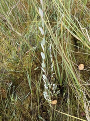 Salix myrtilloides, photograph (c) Nadezhda Kiseleva, some rights reserved (CC BY)