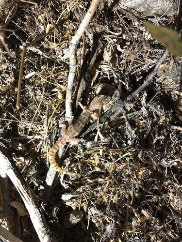 iNaturalist observation photo of Western Banded Gecko