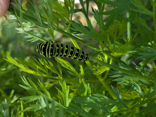 Black Swallowtail