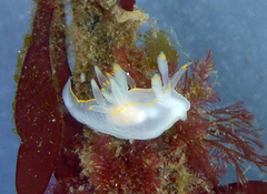 Ancula gibbosa