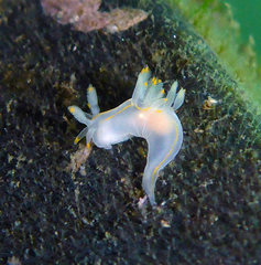 Ancula gibbosa