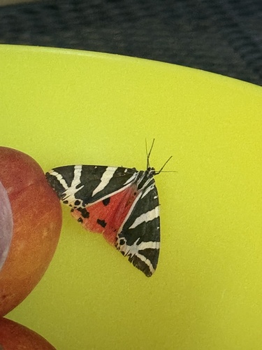 Jersey Tiger