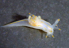 Ancula gibbosa