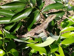 Basiliscus vittatus