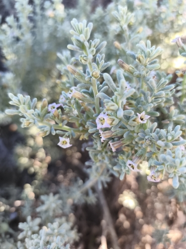 Nolana crassulifolia, photograph 1