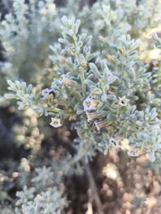 Nolana crassulifolia, photograph Álvaro Parra Valdivia, CC BY, iNaturalist via GBIF