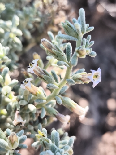 Nolana crassulifolia, photograph 2
