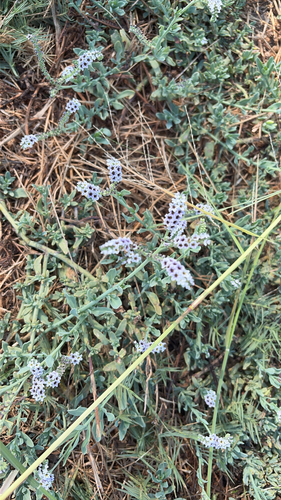 alkali heliotrope