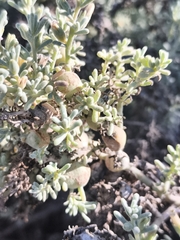 Nolana crassulifolia, photograph Álvaro Parra Valdivia, CC BY, iNaturalist via GBIF