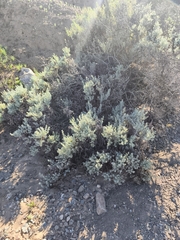 Nolana crassulifolia, photograph Álvaro Parra Valdivia, CC BY, iNaturalist via GBIF