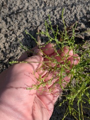 Dysphania atriplicifolia