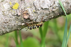 Clytus planifrons