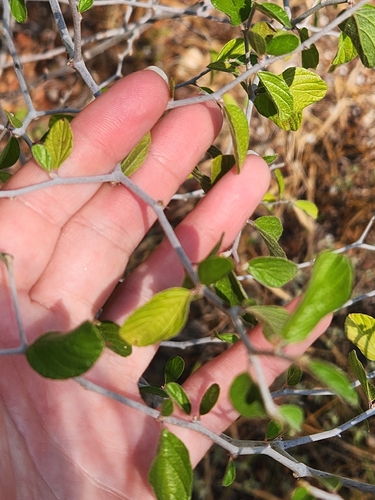 Colubrina texensis, photograph 3