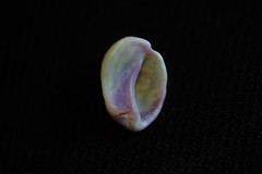 Galeropsis monodontus