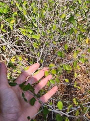Colubrina texensis, photograph (c) Jackie T, some rights reserved (CC BY)
