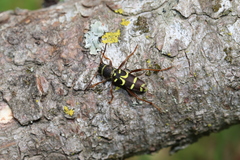 Clytus planifrons