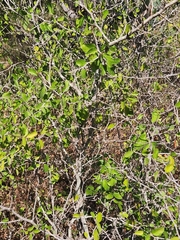 Colubrina texensis, photograph (c) Jackie T, some rights reserved (CC BY)