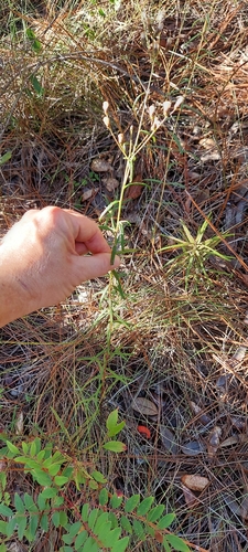 Vernonia angustifolia, photograph 3