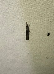 Crambus quinquareatus