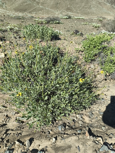 Encelia canescens, photograph 2