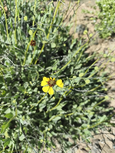 Encelia canescens, photograph 3