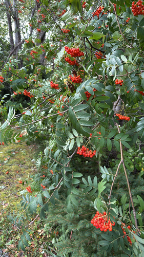European mountain ash